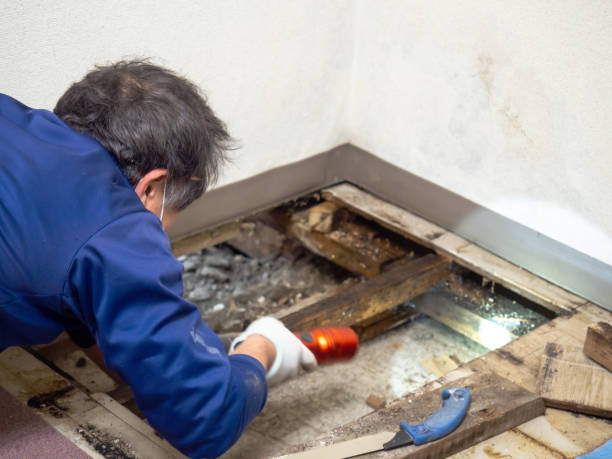 Certified Mold Removal in Madison, AL