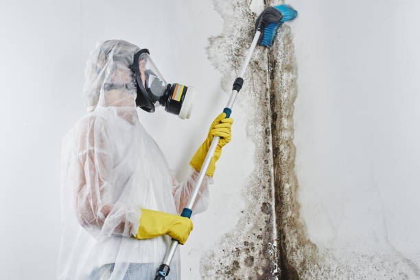 Best Commercial Mold Removal  in Madison, AL