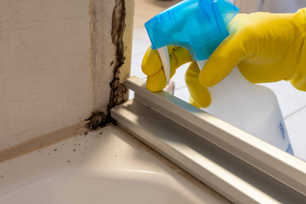 Best Fast Mold Removal  in Madison, AL