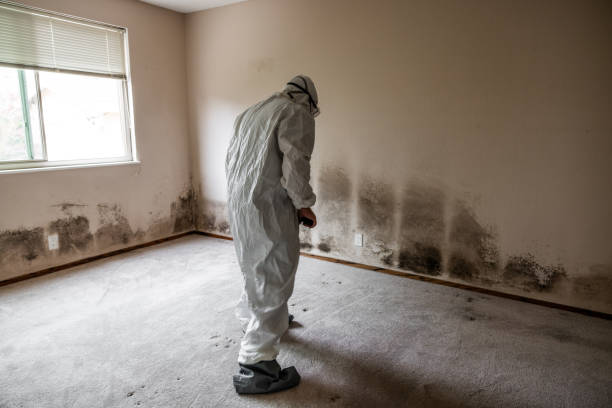 Best Attic Mold Removal  in Madison, AL