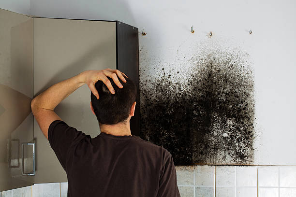 Best Emergency Mold Removal  in Madison, AL